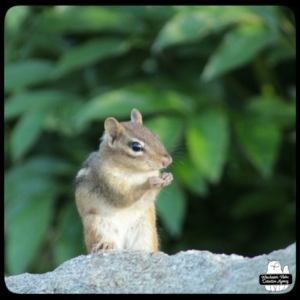 small chipmunk on rocks by plants