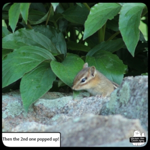 small chipmunk on rocks by plants