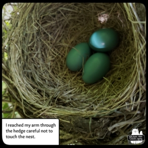 robin's eggs in nest