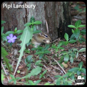 chipmunk Pipi Lansbury