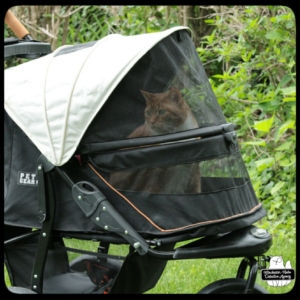 Oliver in buggy