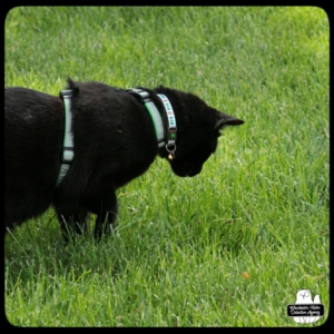 Gus looking down at the grass