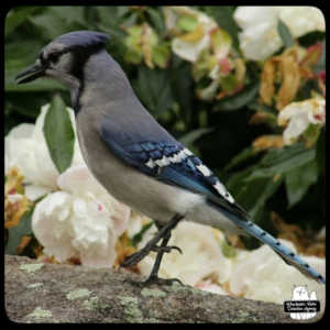 blue jay close up