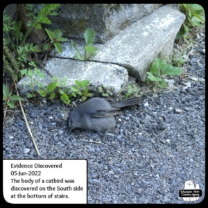 dead catbird on driveway