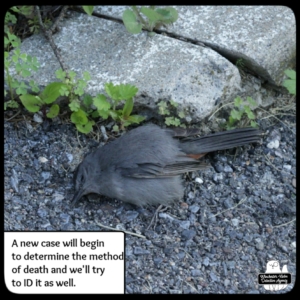 dead catbird on driveway