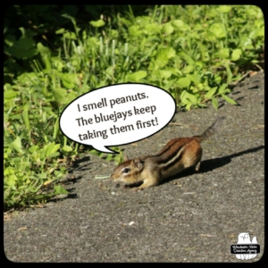 Chipmunk getting peanuts