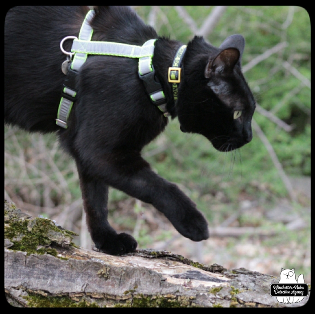 20220425 hiking Gus (1)