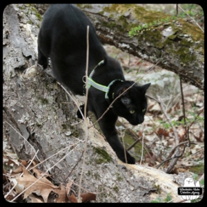 Gus on a fallen tree