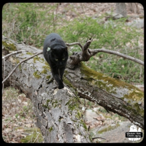 Gus on a fallen tree