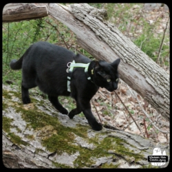 Gus on a fallen tree