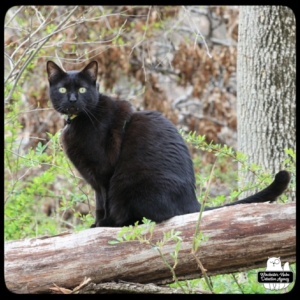 Gus on a fallen tree