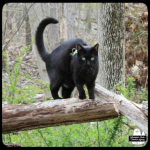 Gus on a fallen tree