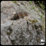 chipmunk eating peanuts on rocks