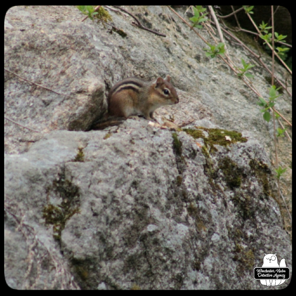 20220426 chipmunk watching (10)