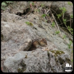 chipmunk eating peanuts on rocks