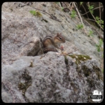 chipmunk eating peanuts on rocks