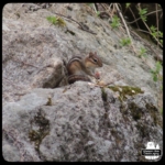 chipmunk eating peanuts on rocks