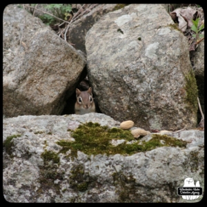 chipmunk with peanuts on rocks