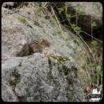 chipmunk eating peanuts on rocks