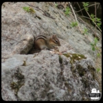 chipmunk eating peanuts on rocks