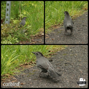 collage of catbird