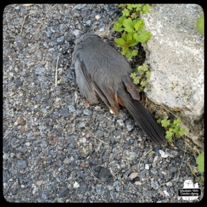 dead catbird on driveway