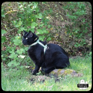 black cat Gus outside on a trail