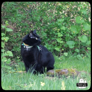 black cat Gus outside on a trail