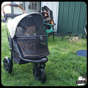 Oliver in buggy