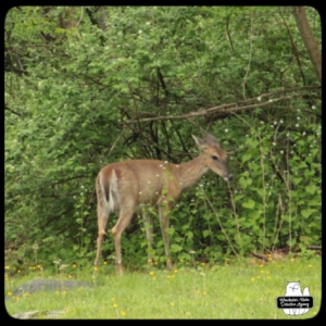 buck devil deer on trail