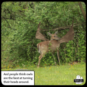 buck devil deer on trail