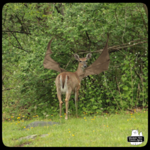 buck devil deer on trail