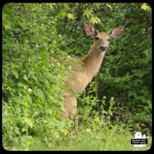 buck devil deer on trail