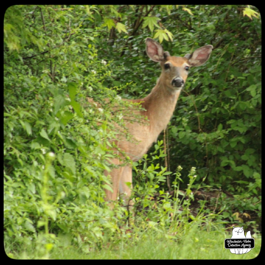 20220515 buck (12)