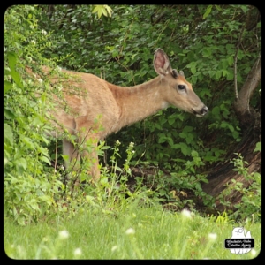 buck devil deer on trail