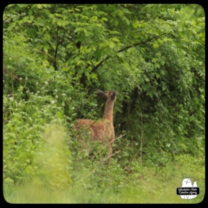 buck devil deer on trail