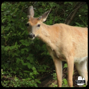 buck devil deer on trail close up