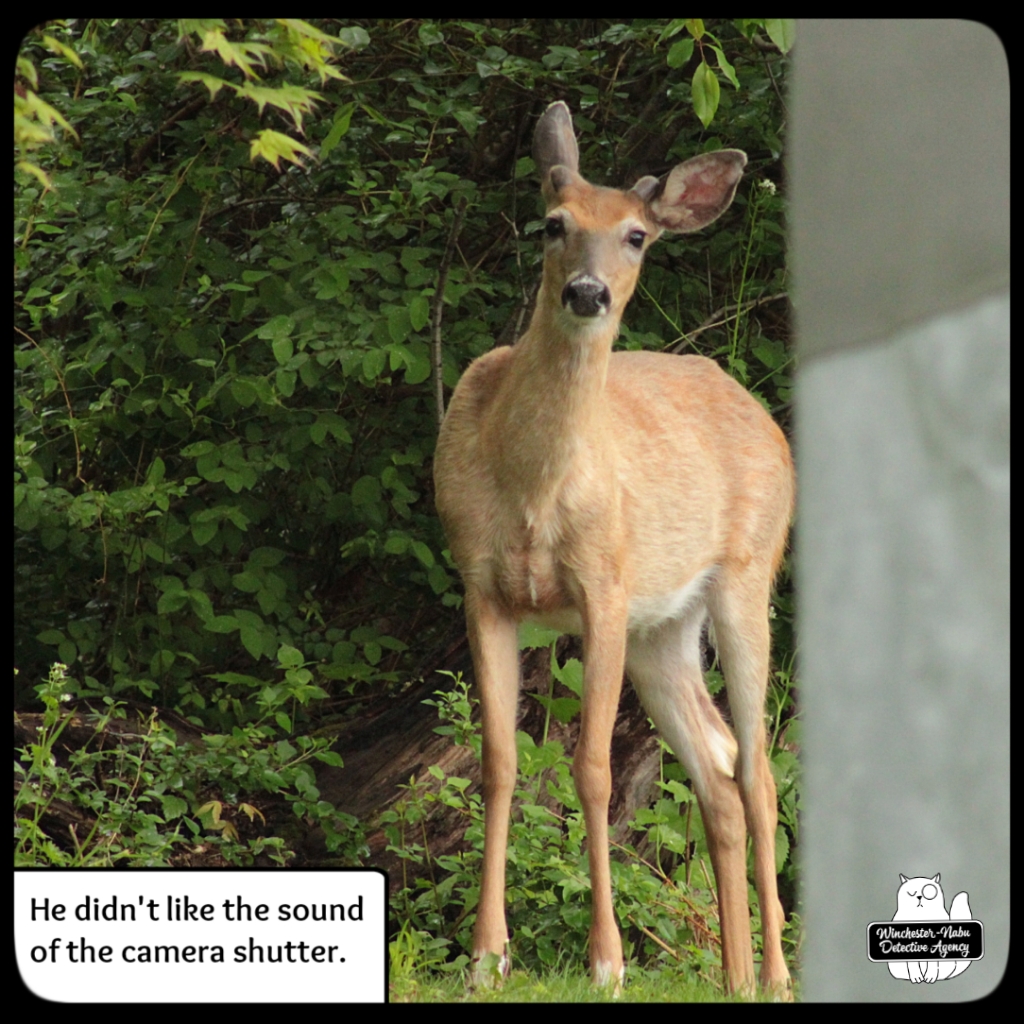20220515 buck (9)