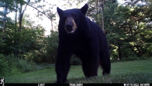 trailcam bear volkolak