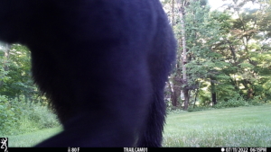 trailcam bear volkolak legs