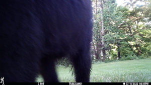 trailcam bear volkolak legs