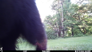 trailcam bear volkolak leg