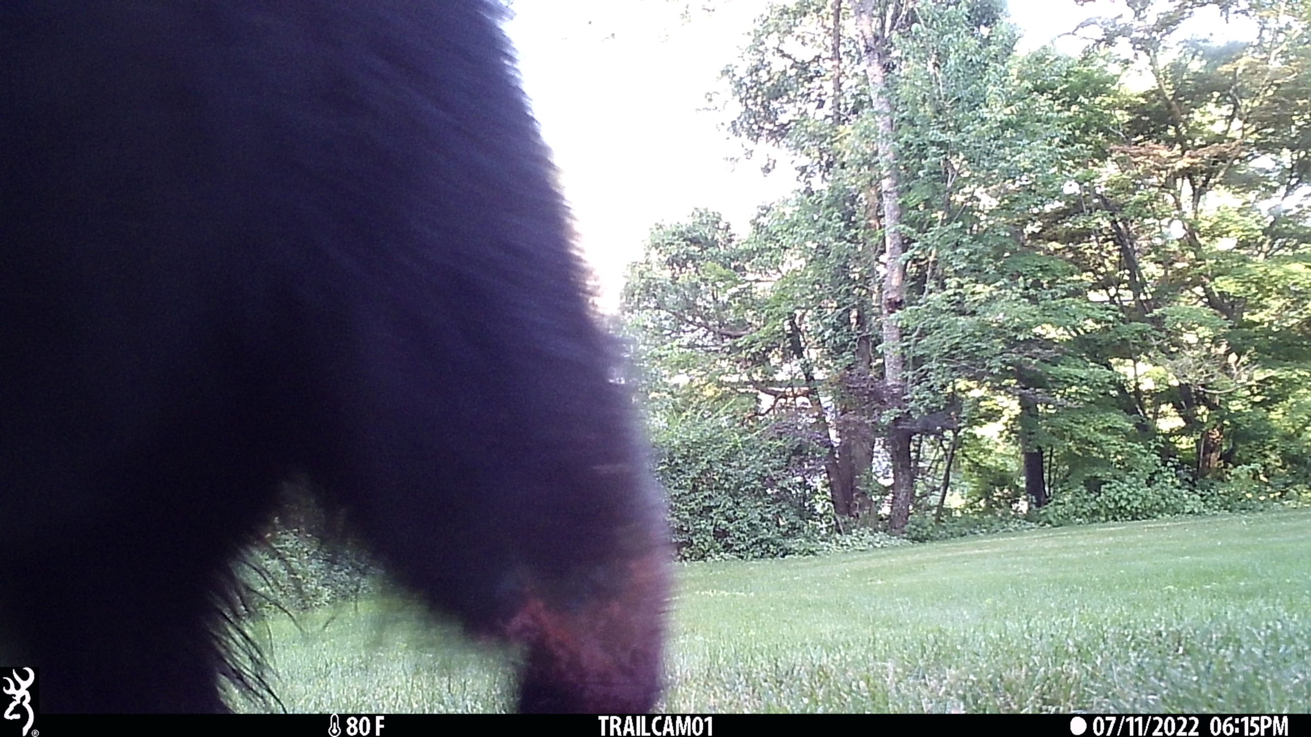 20220711181458_blackbear (4)