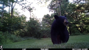 trailcam bear volkolak