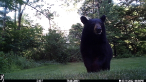 trailcam bear volkolak