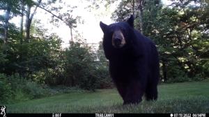 trailcam bear volkolak