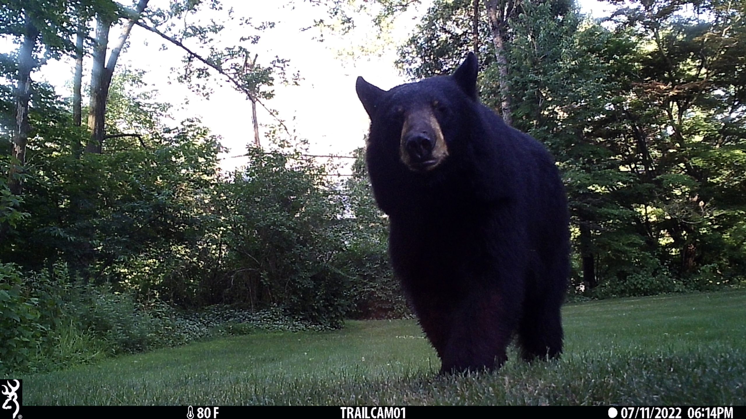 20220711181458_blackbear (7)