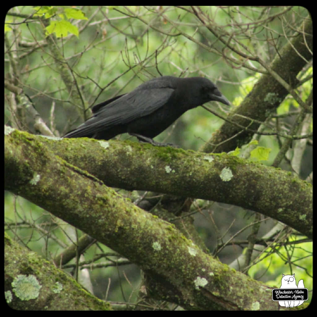 crow in tree (4)
