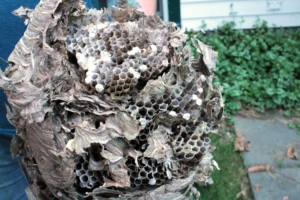 hornet / wasp nest up close