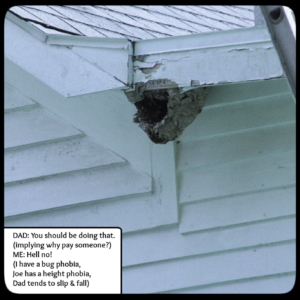 hornet / wasp nest